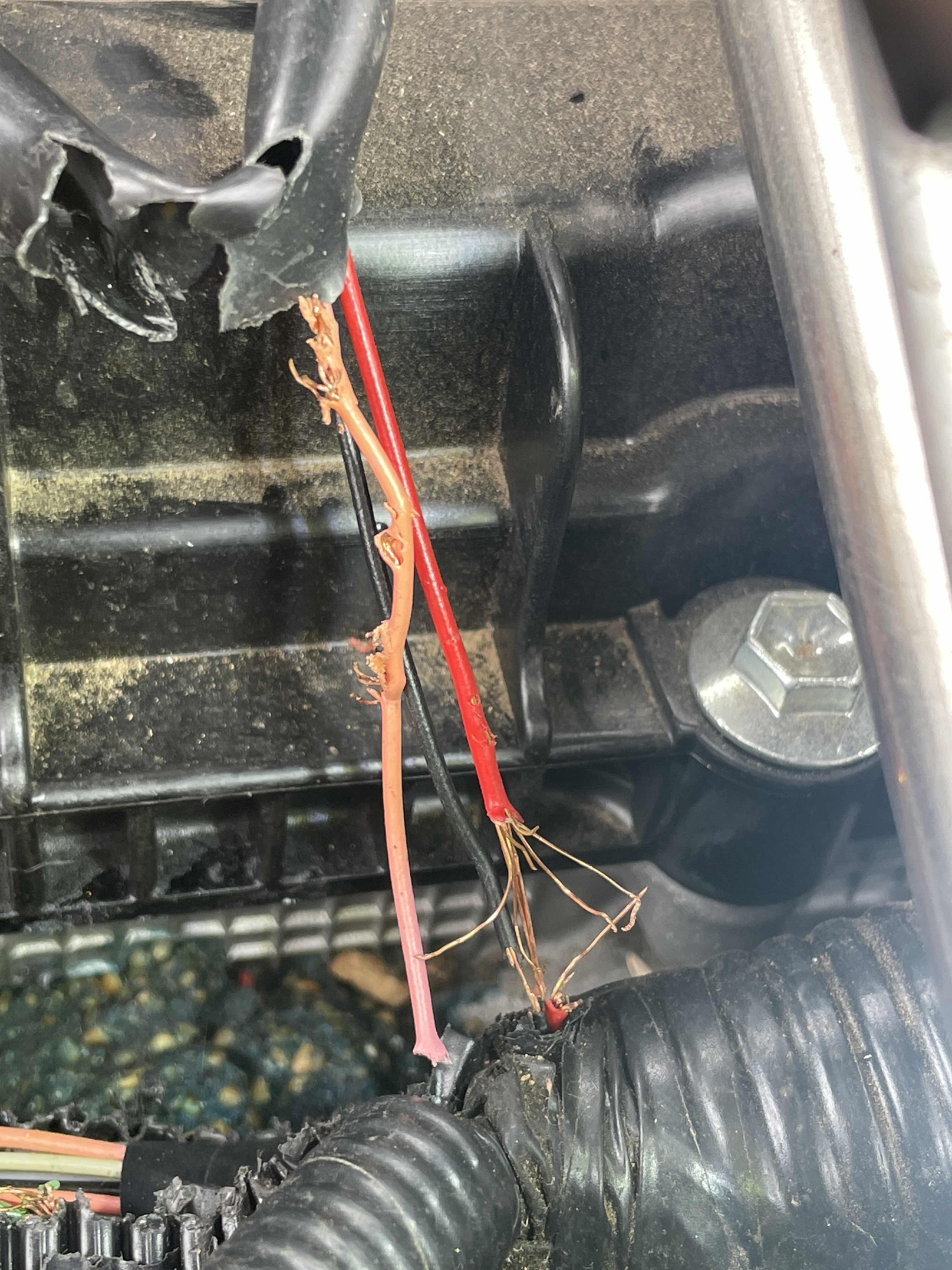 wiring damage Rats
